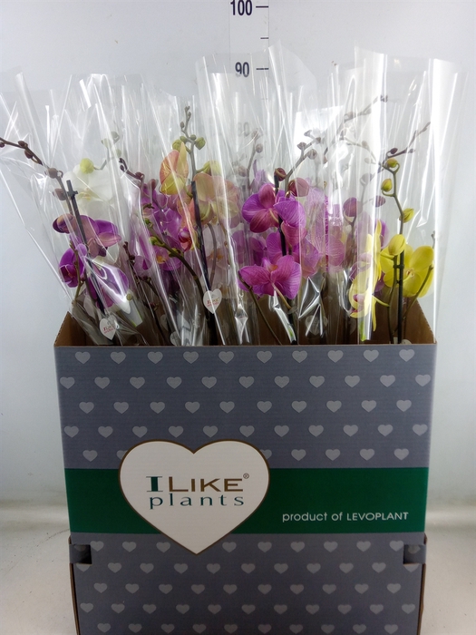 <h4>Phalaenopsis   ...mix</h4>