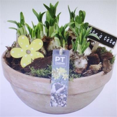 <h4>8675 Orange T.c. Tete</h4>