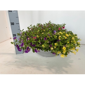 CALIB SW B GEM