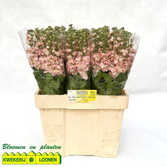 <h4>MATTH MILLA SALMON</h4>