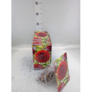 Dahlia   ...flowerbulbs