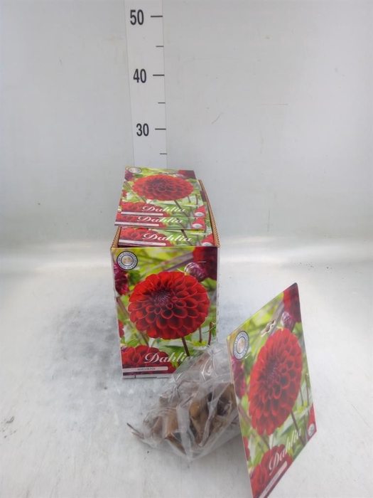 <h4>Dahlia   ...flowerbulbs</h4>