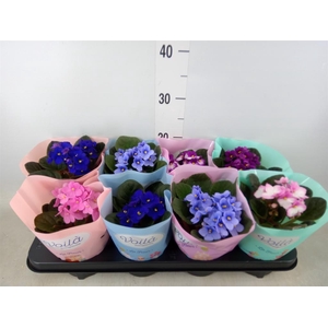 Saintpaulia   ...mix