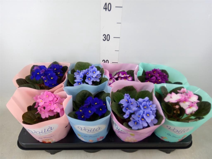 <h4>Saintpaulia   ...mix</h4>