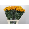 Tagetes Marigold Promise Light Orange