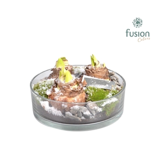 Cilinderschaal met Amaryllis