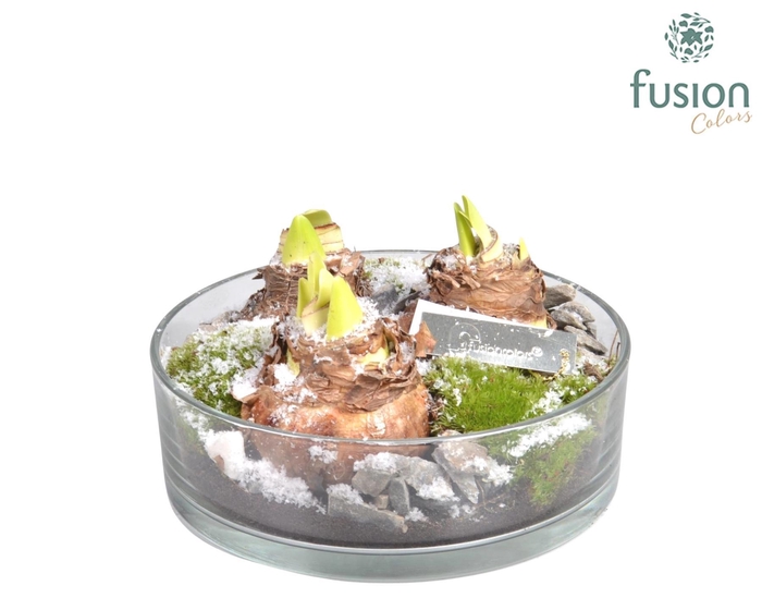 <h4>Cilinderschaal met Amaryllis</h4>