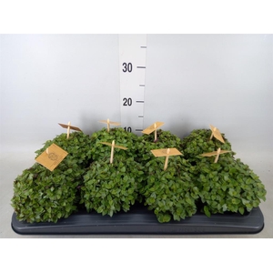 Callisia repens 'Turtle'