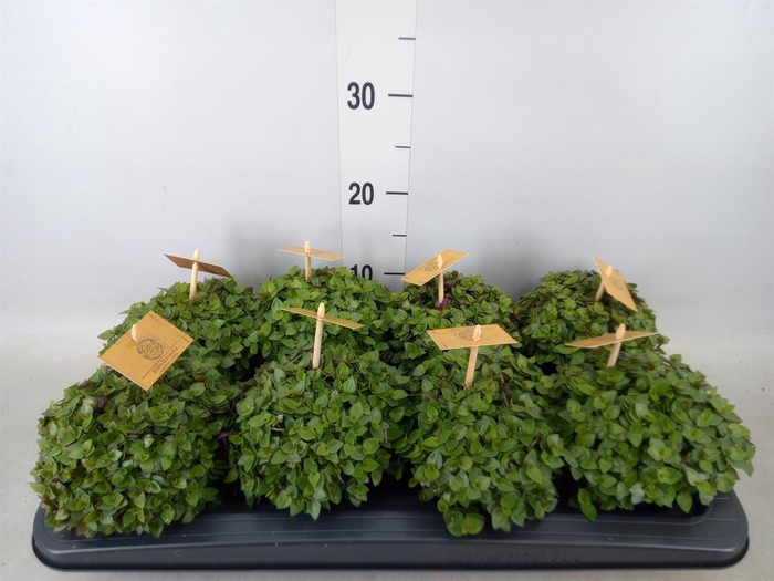 <h4>Callisia repens 'Turtle'</h4>