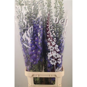 Delph El Dewi Blue Star