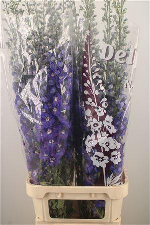 <h4>Delph El Dewi Blue Star</h4>