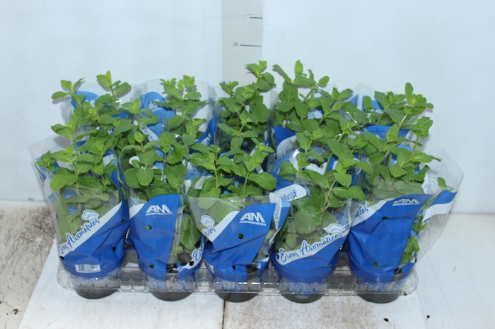 <h4>HORTELA P11</h4>