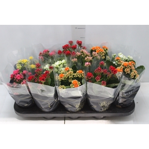 KALANCHOE DOBRADO P11
