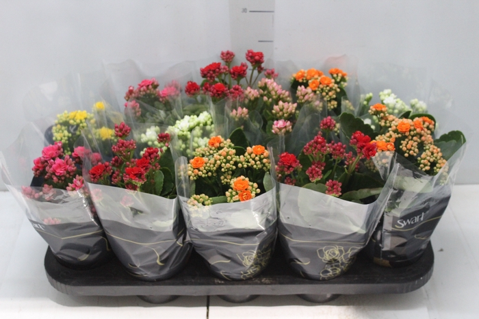 <h4>KALANCHOE DOBRADO P11</h4>