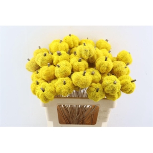 Stem Pumpkin L50d6.5 Yellow