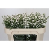 Aster White Gypsy
