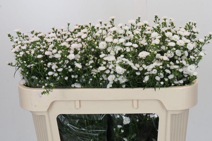 <h4>Aster White Gypsy</h4>