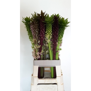 EUCOMIS OV