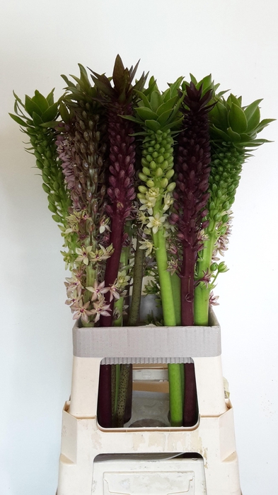 <h4>EUCOMIS OV</h4>