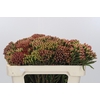 Kaaps Groen Red Brunia