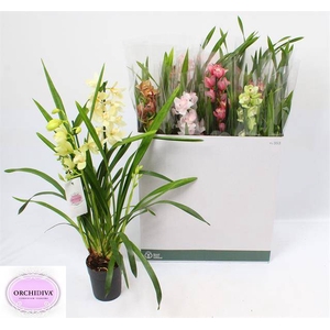 Cymbidium mix (Cites) 14Ø 85cm 3st