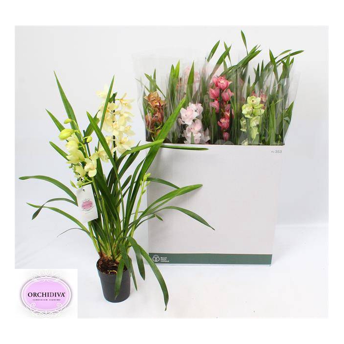 <h4>Cymbidium mix (Cites) 14Ø 85cm 3st</h4>