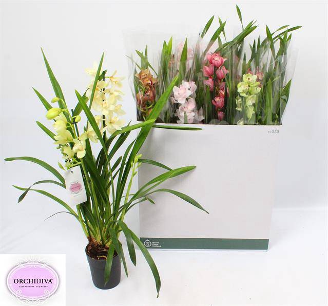 Cymbidium mix (Cites) 14Ø 85cm 3st