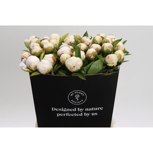Paeonia Mary E. Nicholls