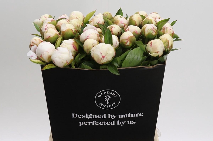 <h4>Paeonia Mary E. Nicholls</h4>