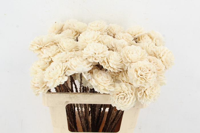 <h4>Stick Shola Dahlia Ø8 Natural</h4>