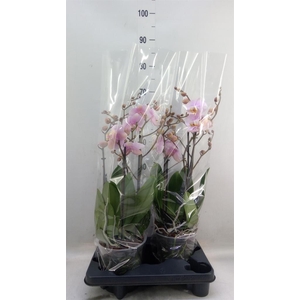 Phalaenopsis  'Marvellous lg Pink'