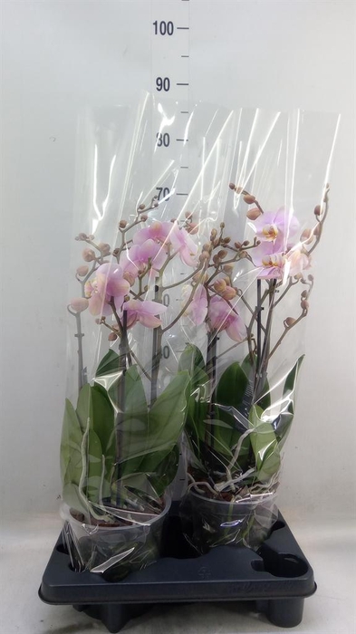 <h4>Phalaenopsis  'Marvellous lg Pink'</h4>