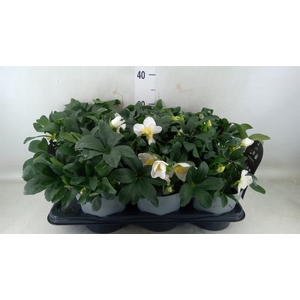 Helleborus niger 'Jacob'