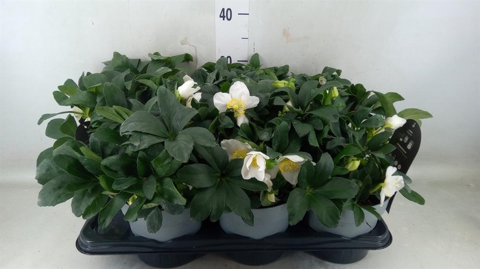 <h4>Helleborus niger 'Jacob'</h4>