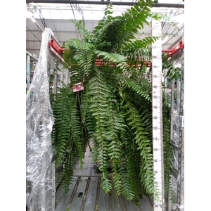 Nephrolepis   ...