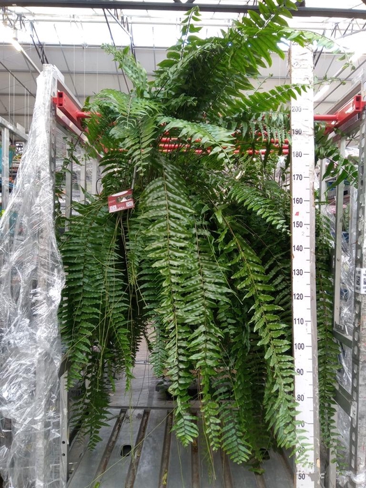 <h4>Nephrolepis   ...</h4>