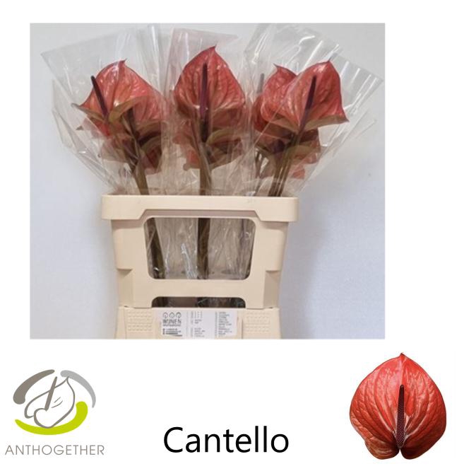<h4>ANTH A CANTELLO 30 OPZET</h4>