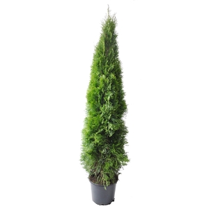 Thuja occ. Smaragd, plantmaat 160-180 cm - Rondgestoken -