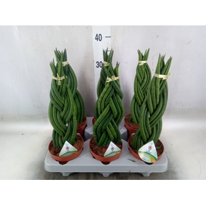 Sansevieria cyl.  ...