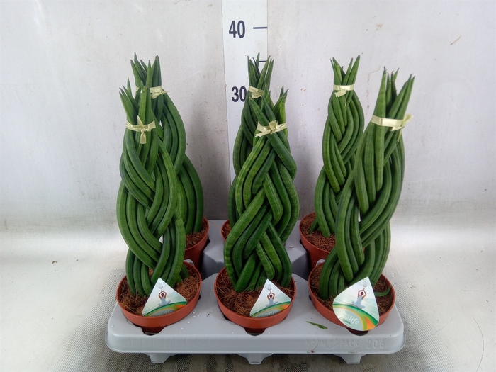 <h4>Sansevieria cyl.  ...</h4>
