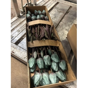 DECO TULIP DARK GREEN