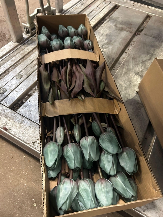 <h4>DECO TULIP DARK GREEN</h4>