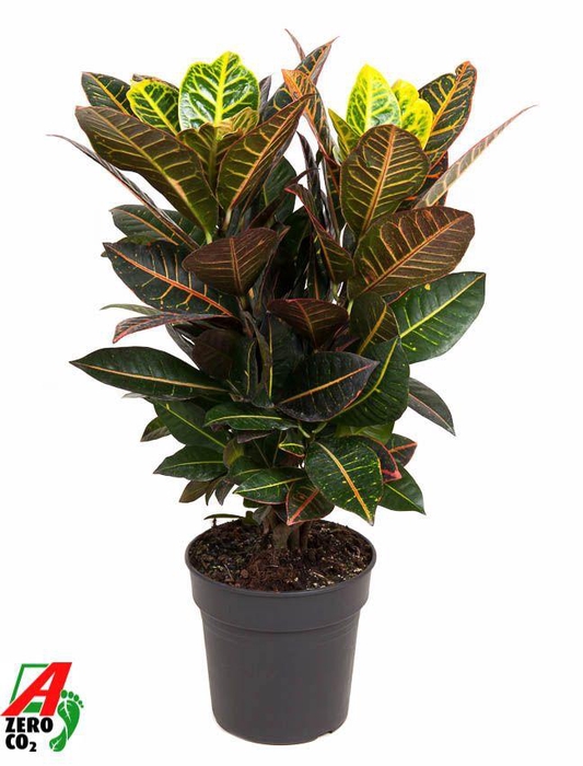 <h4>Codiaeum Petra vertakt P21</h4>