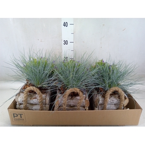 Arr.   Tuinplanten L%