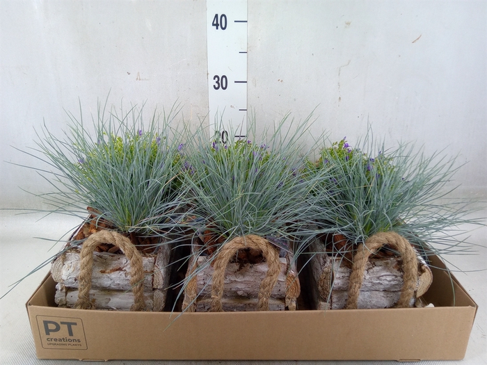 <h4>Arr.   Tuinplanten L%</h4>