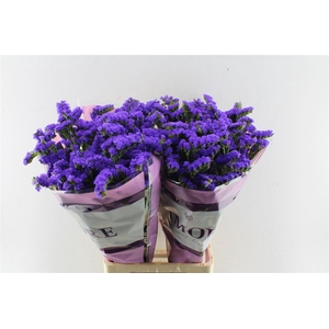 Lim S Navy Sun Birds