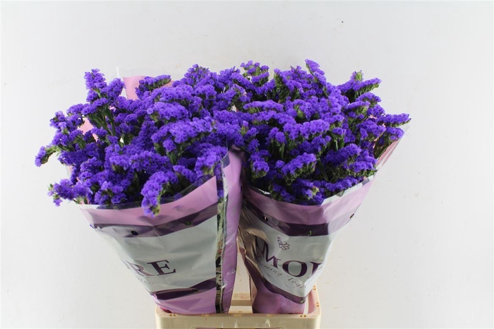 <h4>Lim S Navy Sun Birds</h4>