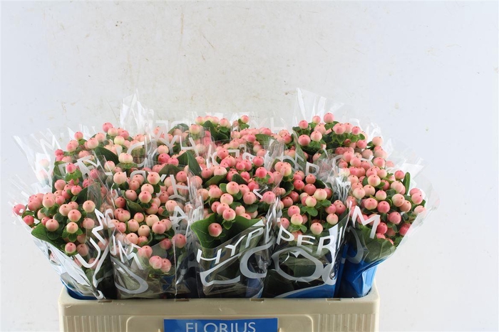 <h4>Hyp Coco Tiamo</h4>