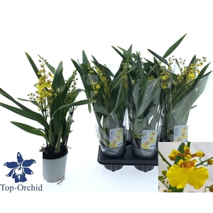 Oncidium Ov