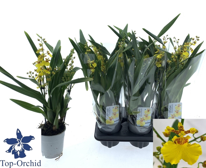 <h4>Oncidium Ov</h4>